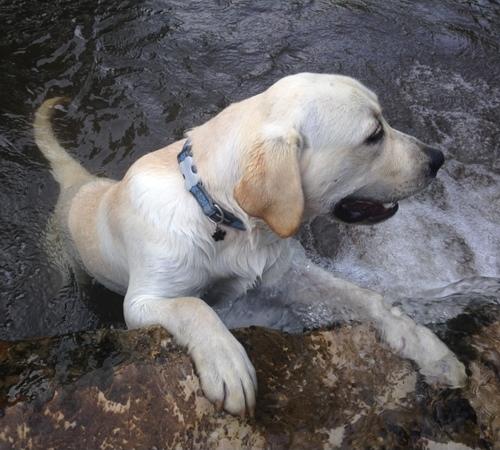 labrador retriever sky.jpg